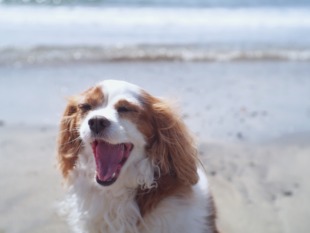 cctvレンズで撮影した犬