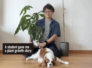 ダイソーのパキラが成長し犬と一緒に撮影した画像