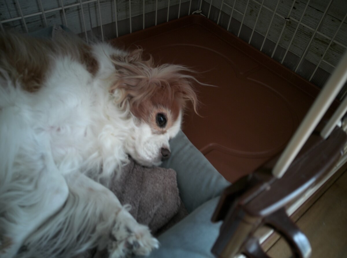 Flashbackで撮影した愛犬