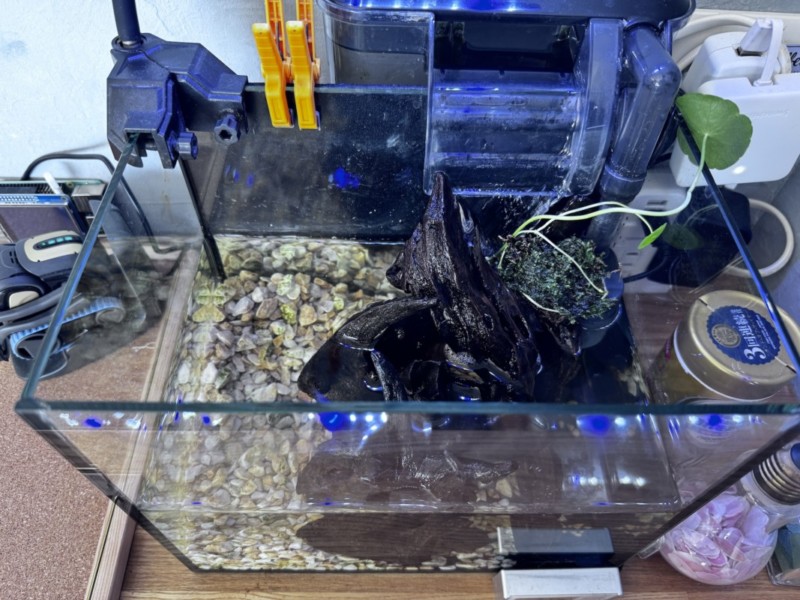 3Dプリンターでアクアリウムカスタマイズ