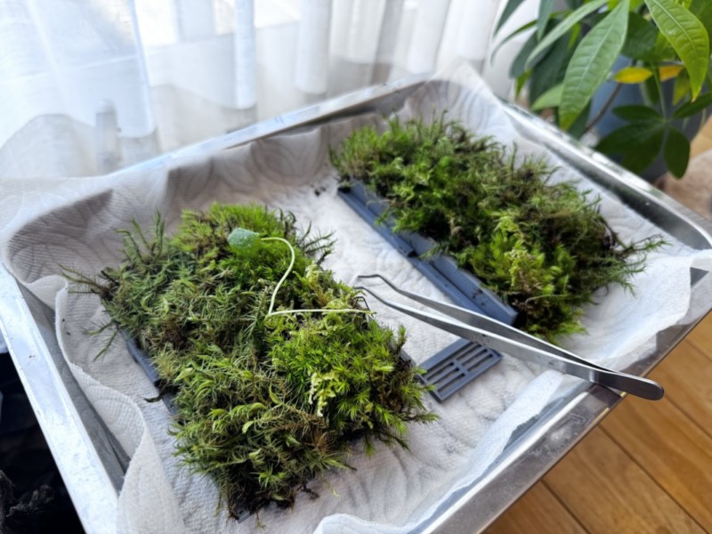 3Dプリンターで苔壁を作ってみた