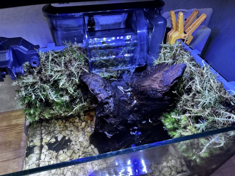 アクアリウムに苔壁を作ってみた
