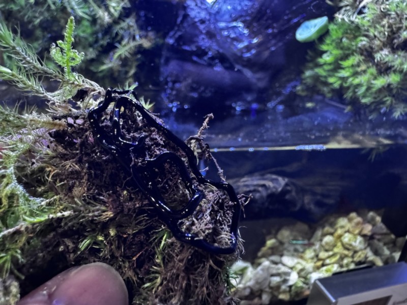 苔にゼリー状接着剤をつけた状態