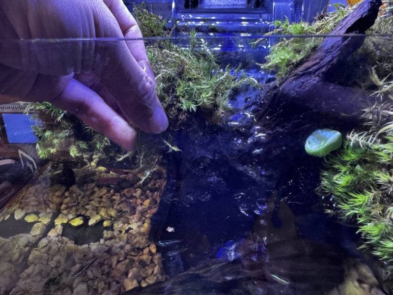 苔を流木に固定している状態