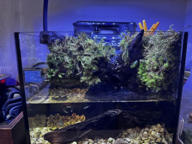 苔テラリウムとアクアリウムの合体