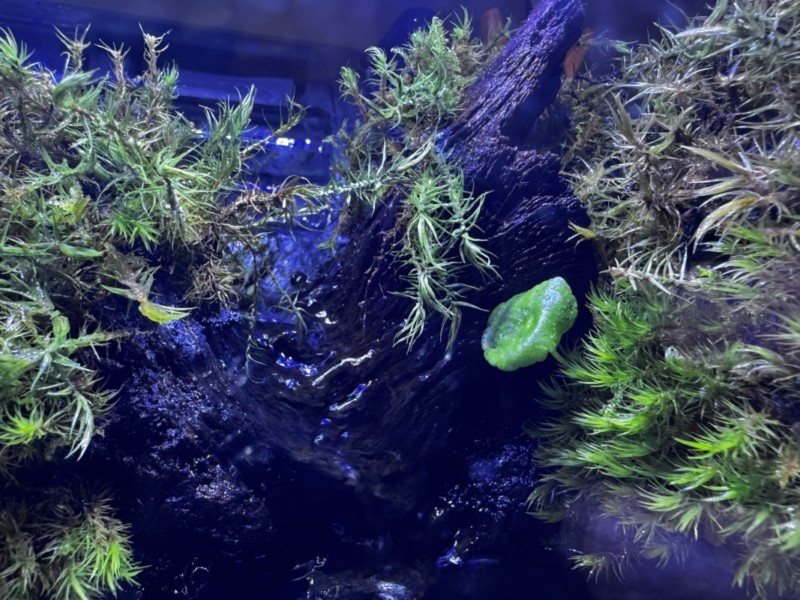 苔を流木に固定している状態