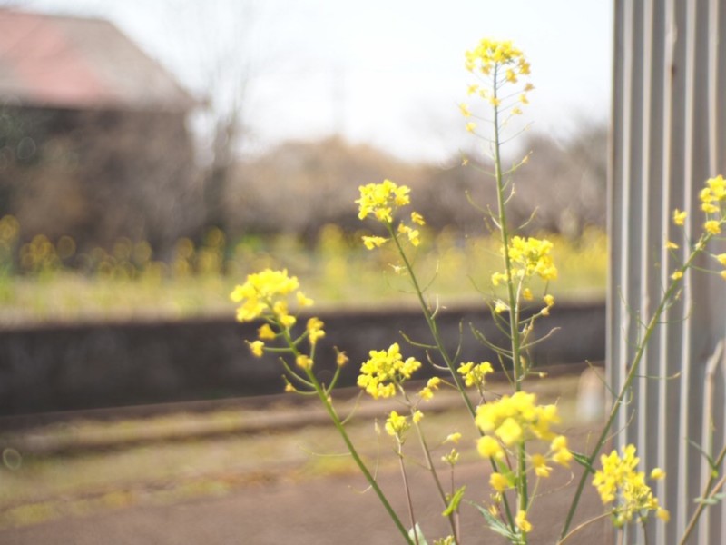 小湊鐵道の菜の花