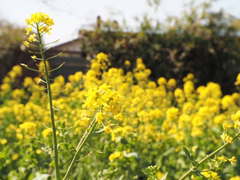 小湊鐵道の菜の花