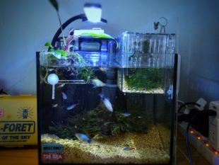 両生類も飼えるアクアリウム