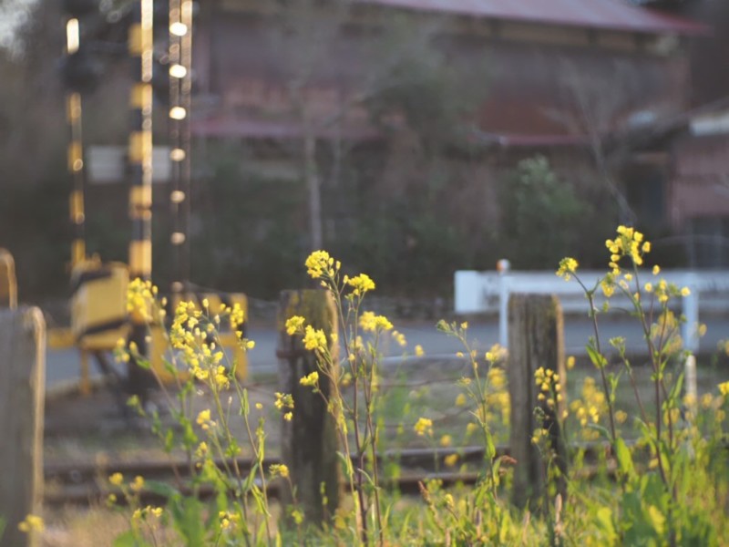 養老渓谷駅の踏切