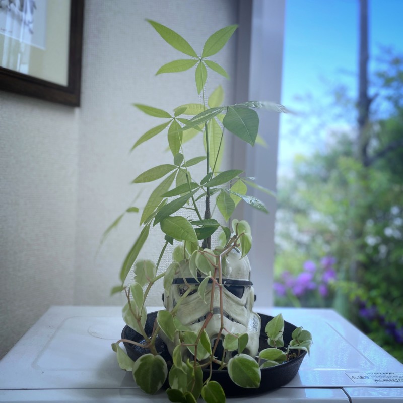 パキラ・ポトスが育っている