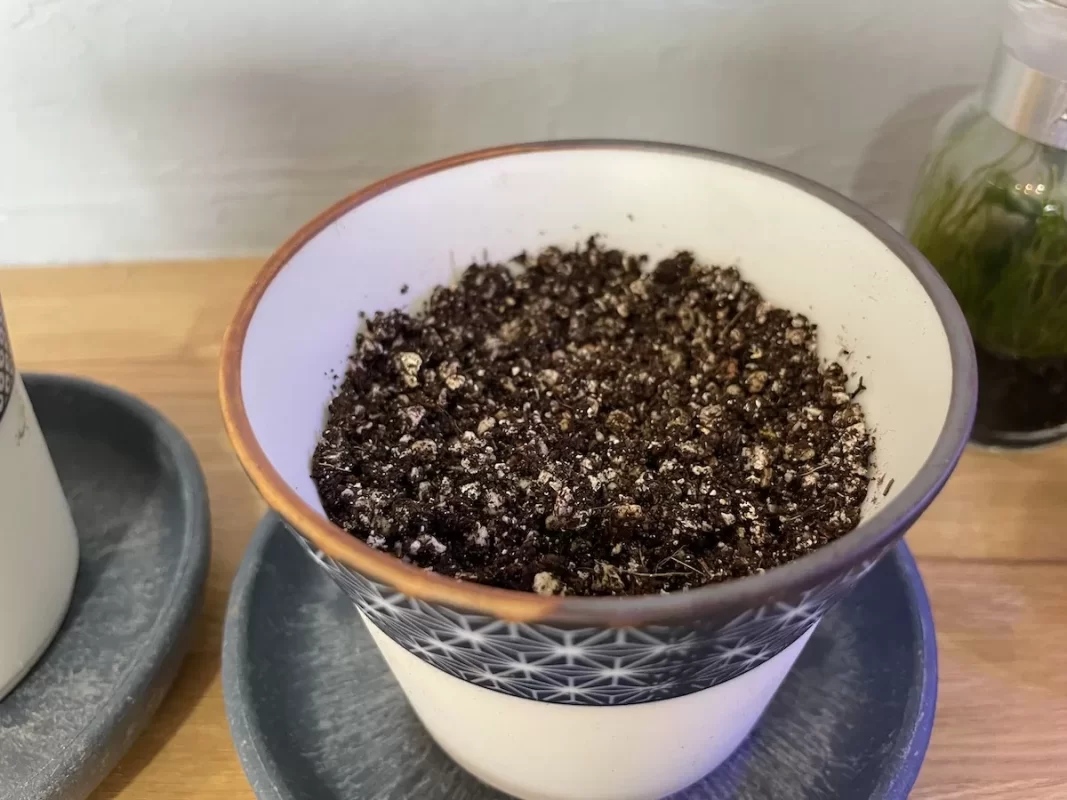 染付小紋盆栽 もみじ栽培セット種を植える