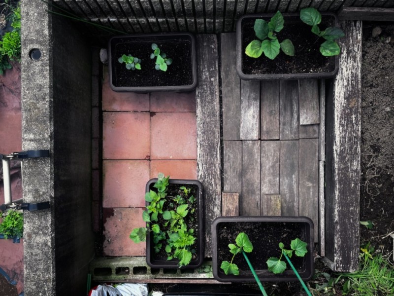 夏野菜のプランターを整えた