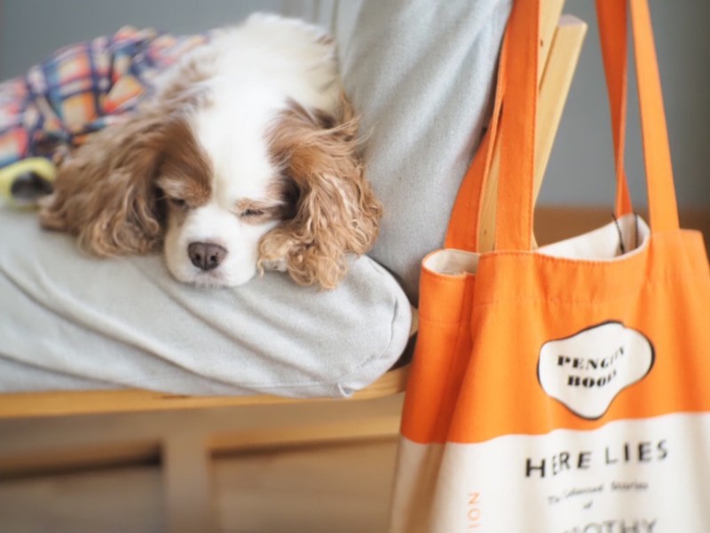 キャバリアが寝ている