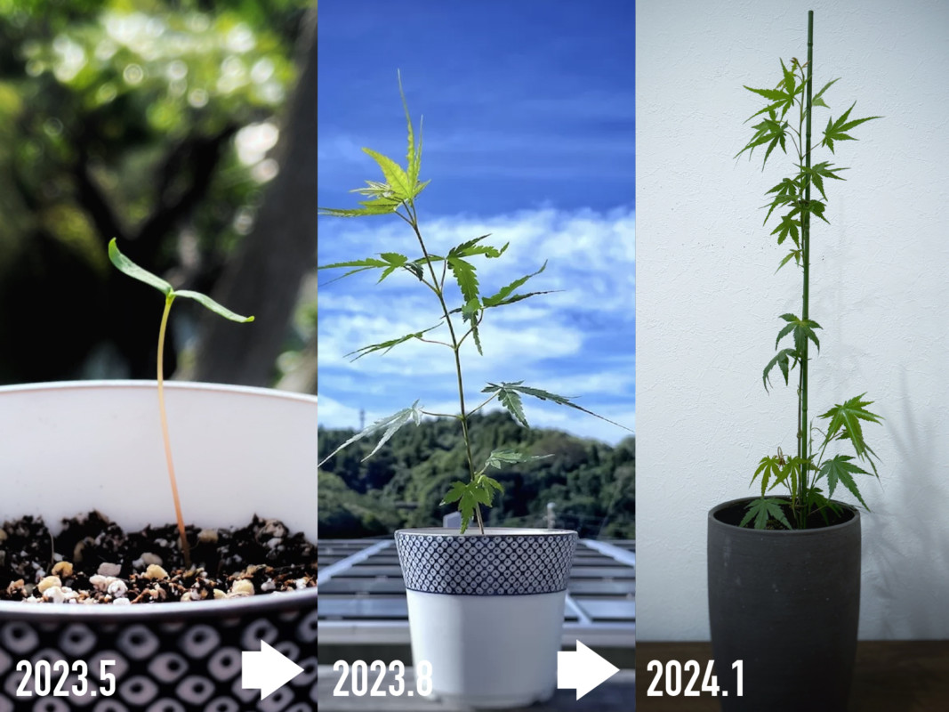 紅葉の成長記録