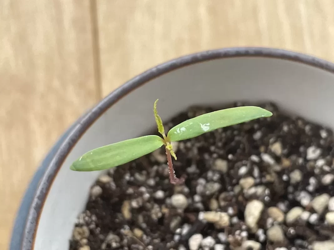 染付小紋盆栽 もみじ栽培セット双葉