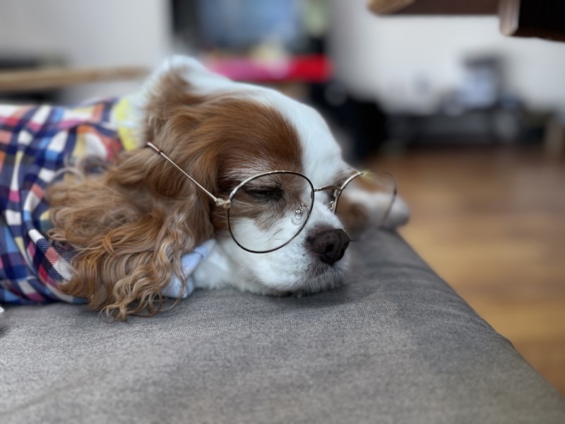 愛犬のキャバリア