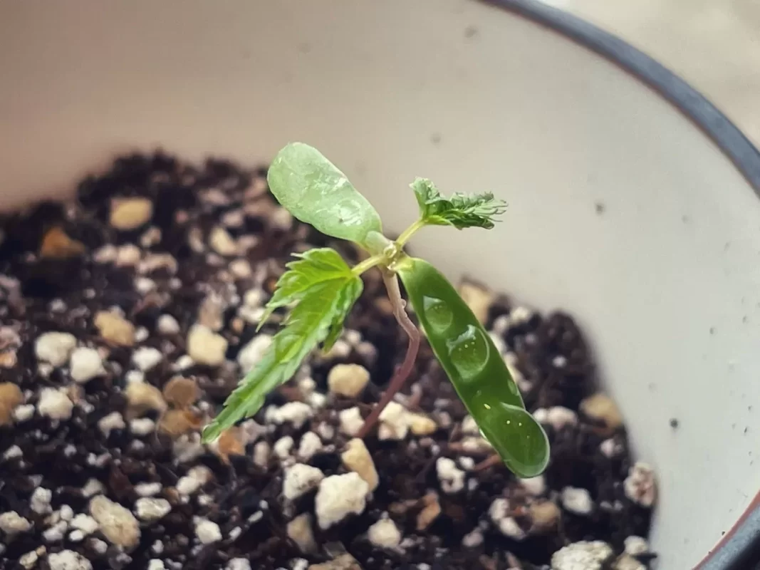 染付小紋盆栽 もみじ栽培セット双葉