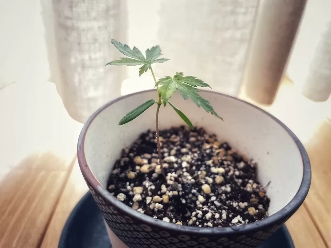 染付小紋盆栽 もみじ栽培セット本葉