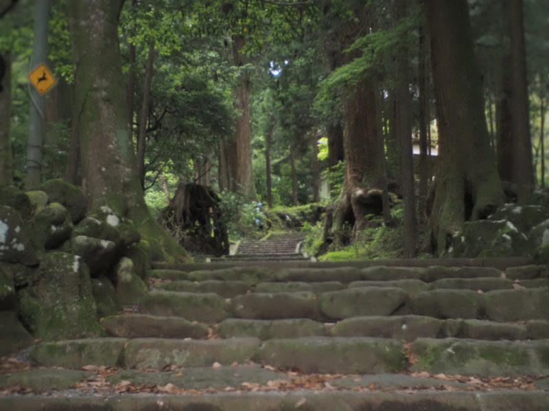苔に囲まれた階段