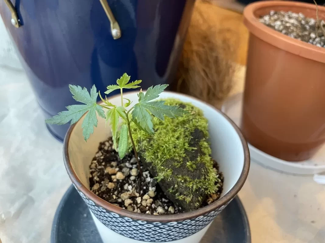 染付小紋盆栽 もみじ栽培セット本葉2