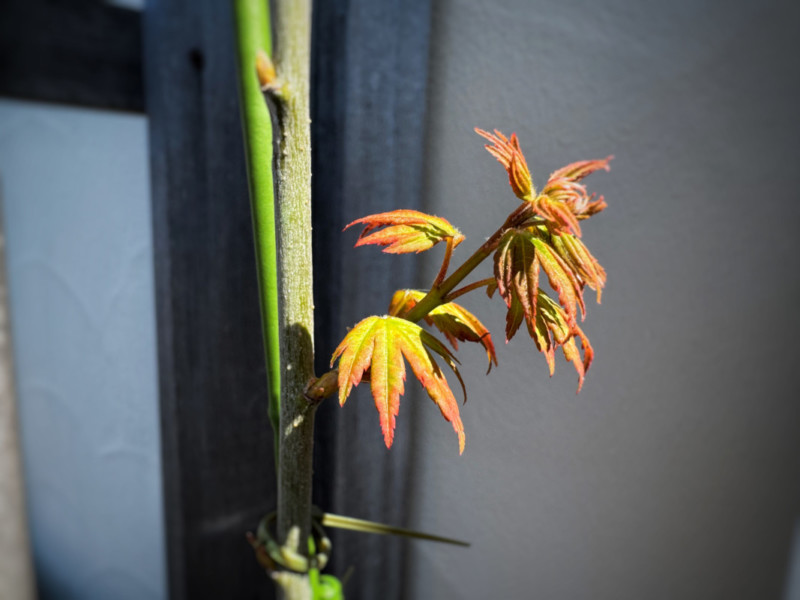 もみじの新しい葉が出てきた画像