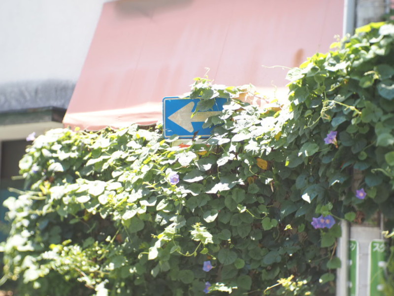 阪東橋から横浜橋商店街へ向かう途中の朝顔が咲く古いカフェ