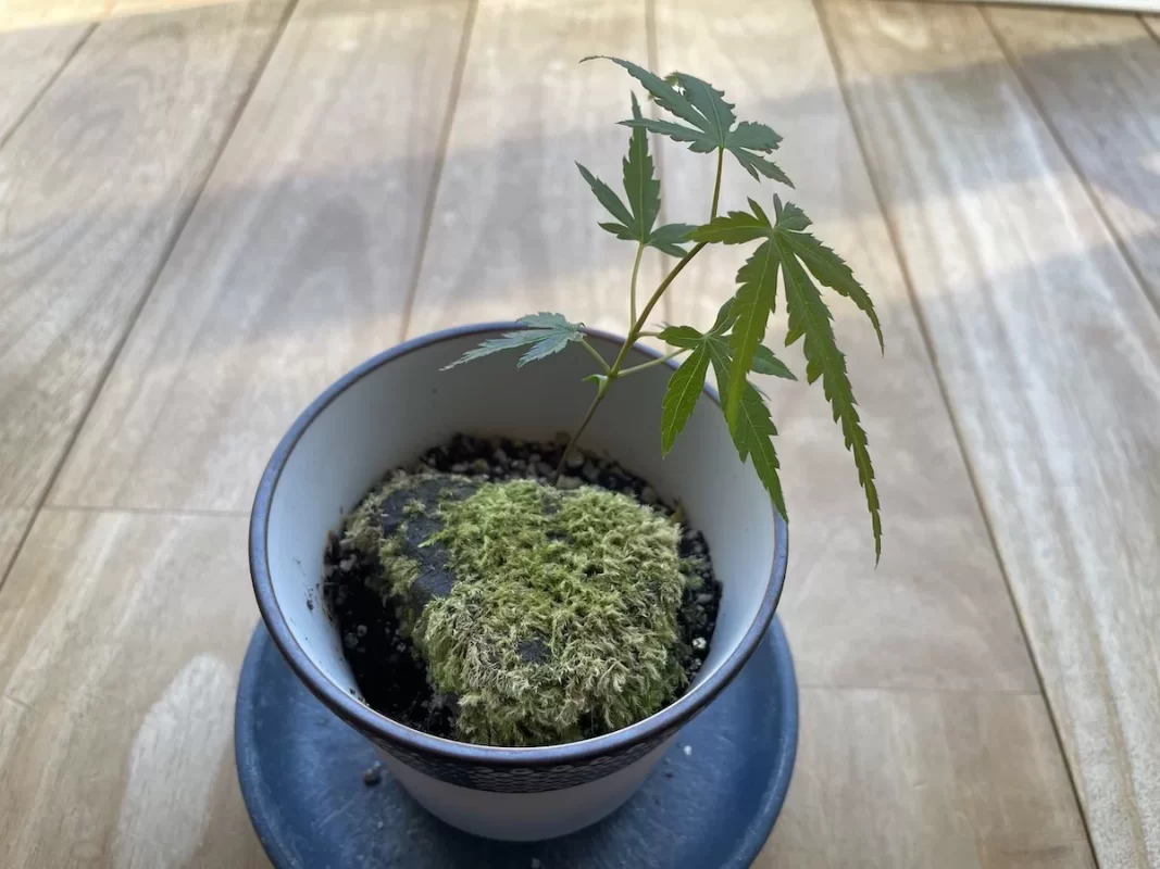 染付小紋盆栽 もみじ栽培セット本葉3