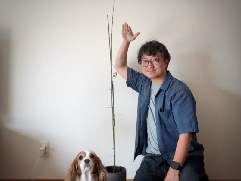 もみじの葉が落ちて、新しい葉が出てきた画像