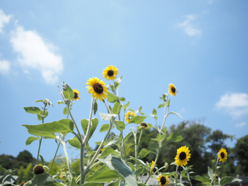 夏空に咲いたひまわりの画像