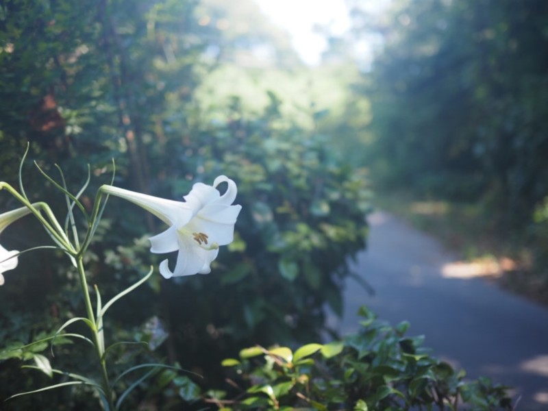 ヤマユリの背景に道路がある画像