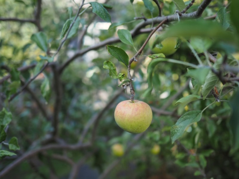 笛田にあるカワイイ小さなリンゴの植木