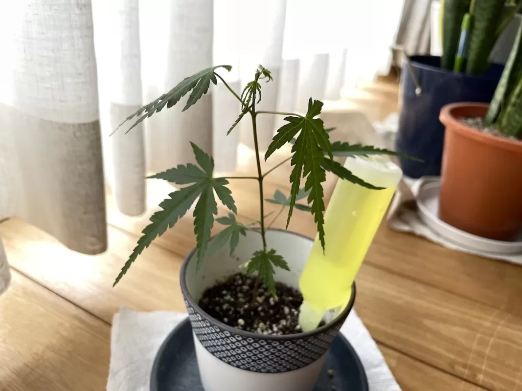 染付小紋盆栽 もみじ栽培セット本葉4