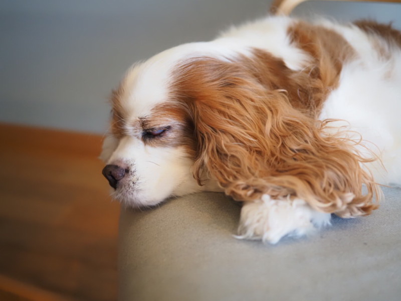 キャバリアが寝ている様子