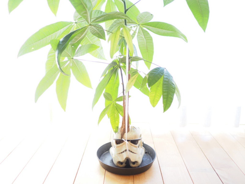 ストームトルーパーの手作りプランターにパキラが植えてある画像