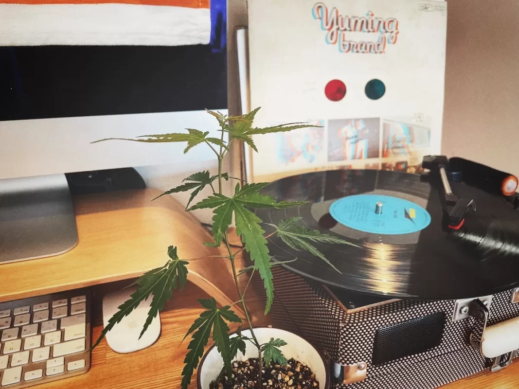 染付小紋盆栽 もみじ栽培セット本葉5