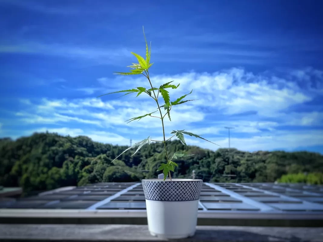 染付小紋盆栽 もみじ栽培セット本葉5