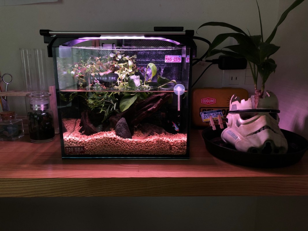 S水槽でカワイイアクアリウム