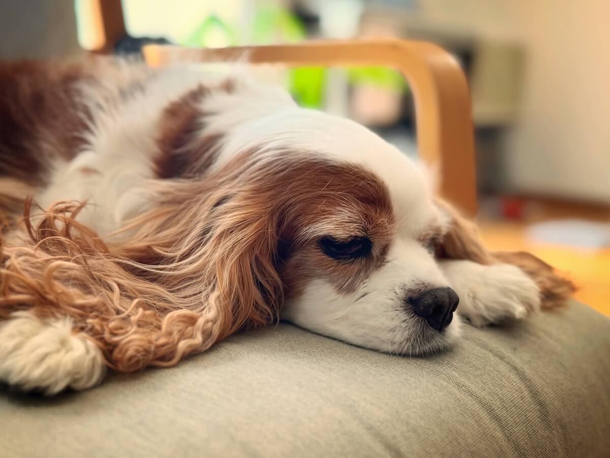 キャバリアの昼寝の写真