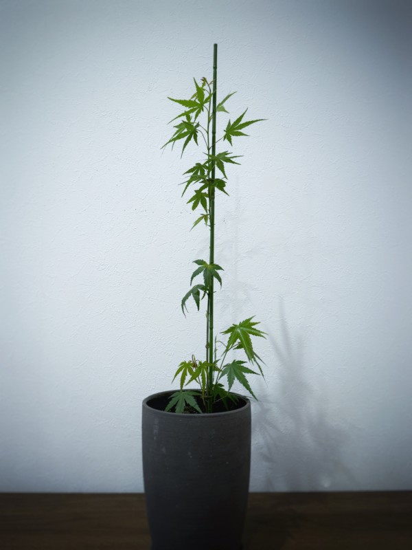 種から育てた紅葉を植え替える