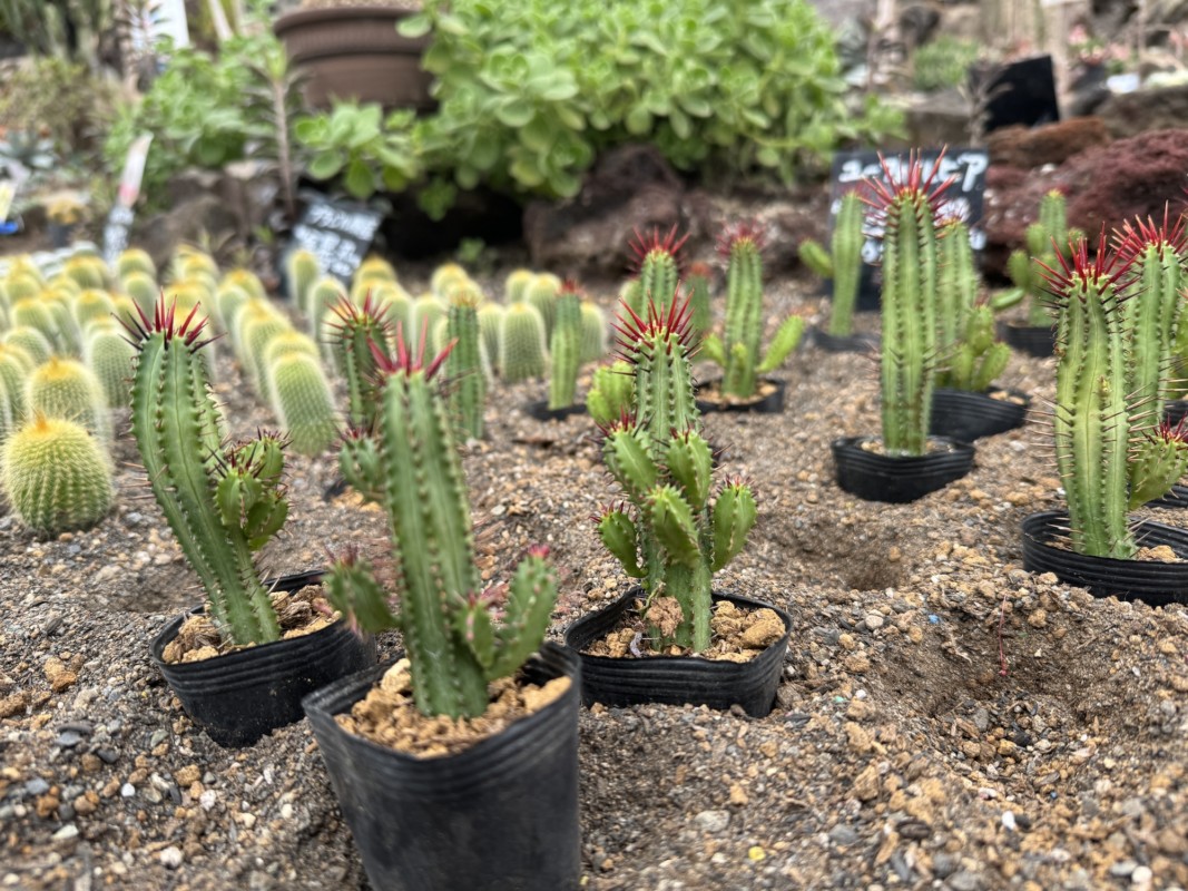伊豆シャボテン公園 シャボテン狩り