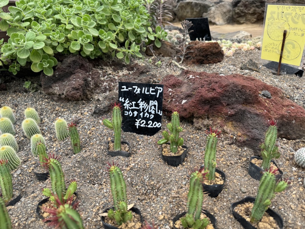 伊豆シャボテン公園 シャボテン狩り