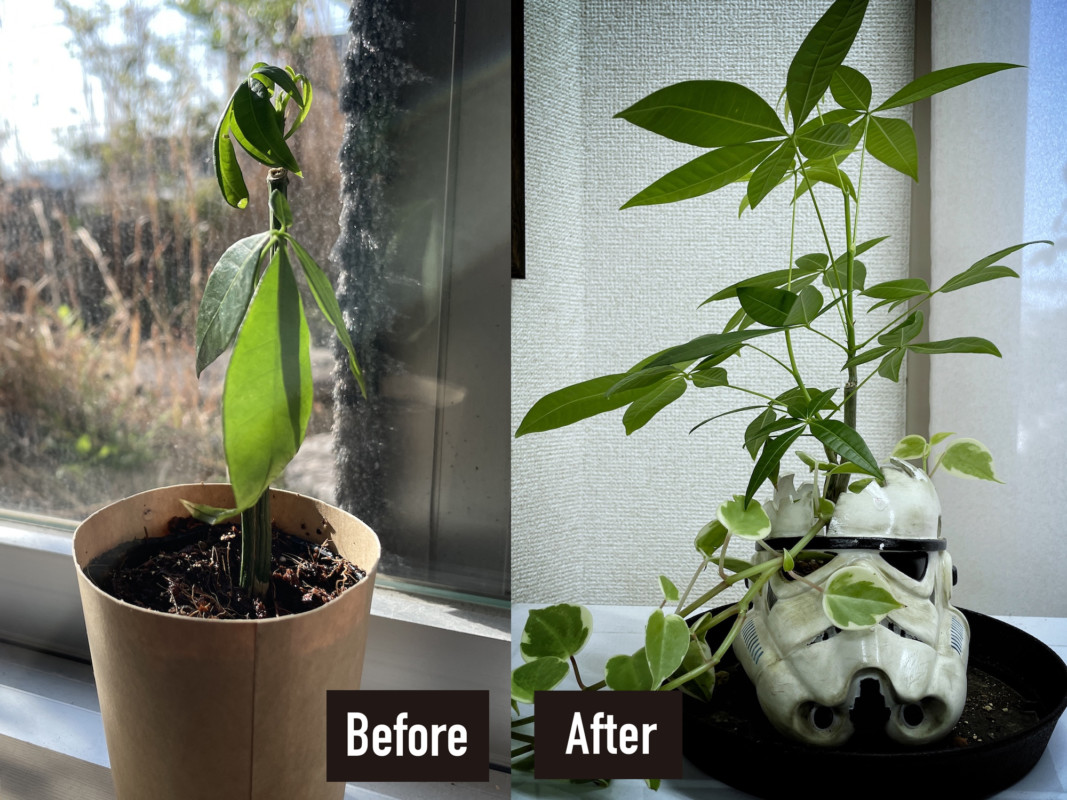 卒業生の置き土産を地道に育てる