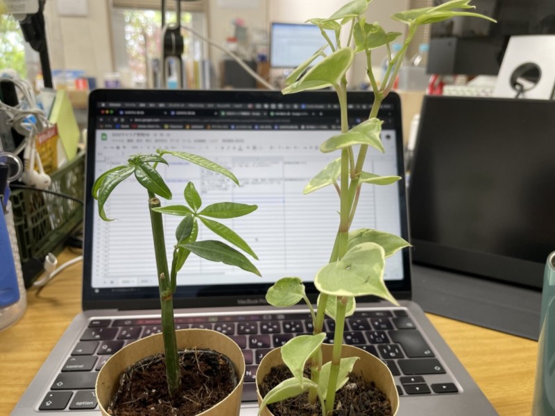 ダイソーで販売しているパキラとポトスの写真