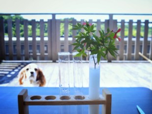 イロハモミジの発根に挑戦