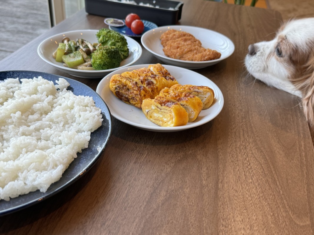 お弁当を狙う犬