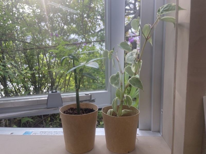 パキラとポトスの成長過程10cmほどの状態