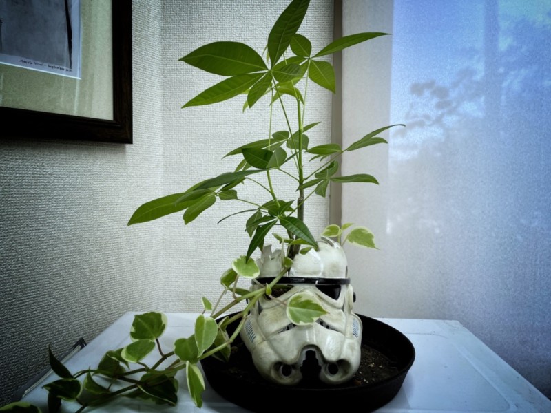 パキラとポトスの成長過程