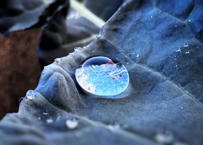 ブロッコリーの朝露