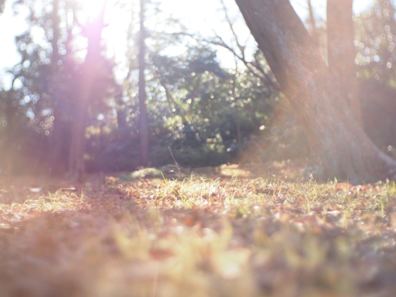 OM-5とマニュアルレンズで撮影した日常（朝の森）